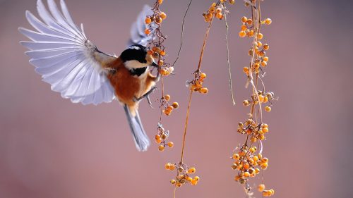 bird-1045954_1280