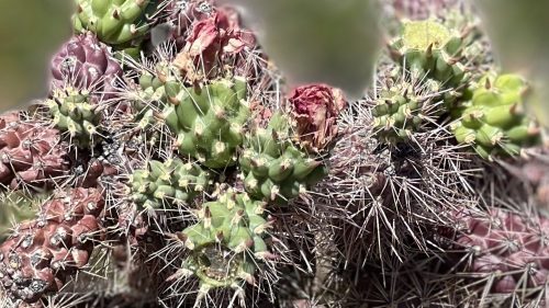 cactus fleuri