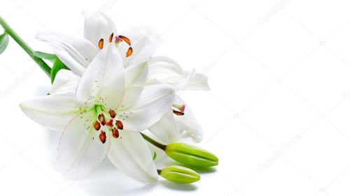 lys blanc
